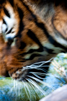 Tiger Motion 5