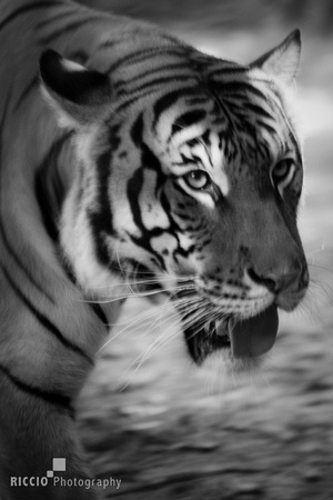 Tiger Motion 7