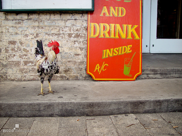 Rooster by bar. Photographed by Maurizio Riccio
