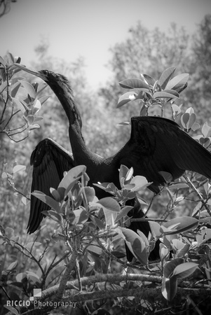 Anhinga in b&W, Everglades National Park, photographed by Maurizio Riccio