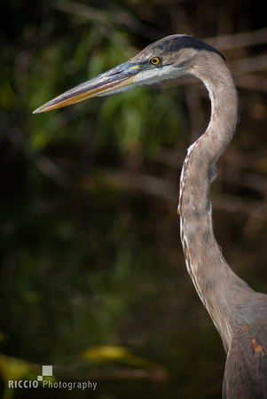 Great blue heron photographed by Maurizio Riccio