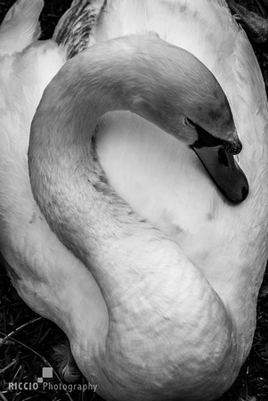 Sleeping swan