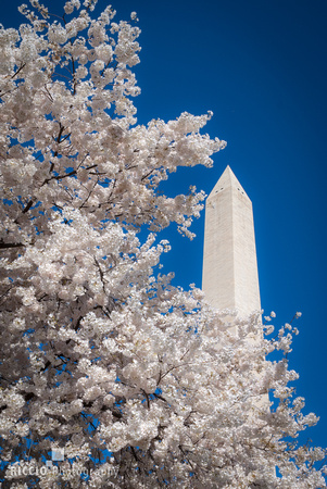 Cherry blossoms and Washington, D.C. photographed by Maurizio Riccio