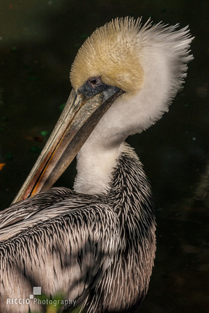 Brown pelican_02