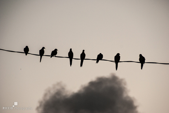 Mourning doves on power line. Photographed by Maurizio Riccio