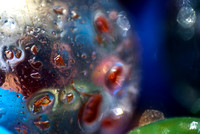 Macro photography of marbles. Photographed by Maurizio Riccio