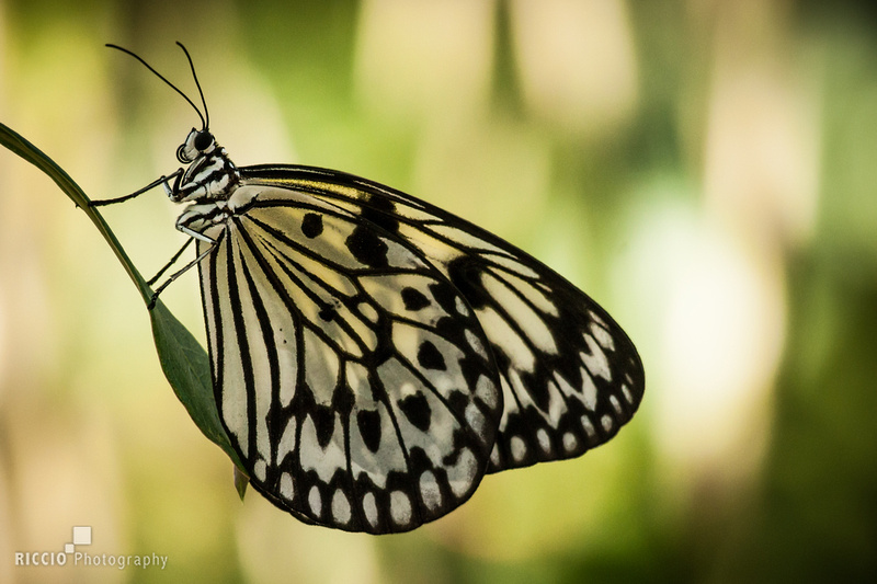 Butterfly photographed by Maurizio Riccio