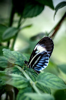 Butterflies_02-14