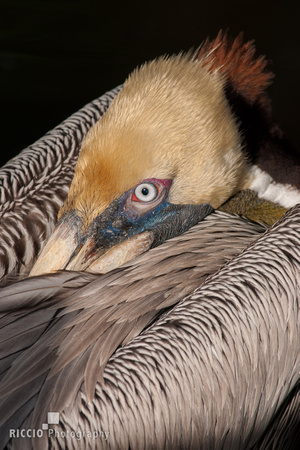 Brown pelican_01