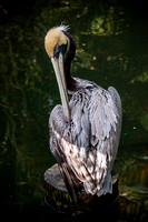 Brown pelican_03