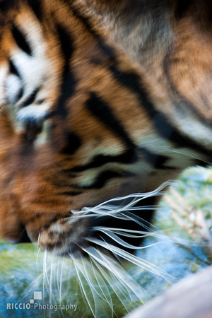 Tiger Motion 5