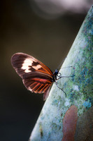 Butterflies_02-2