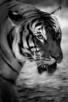 Tiger Motion 7