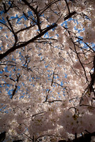 Cherry Blossoms DC-11