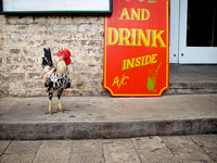 Rooster by bar. Photographed by Maurizio Riccio