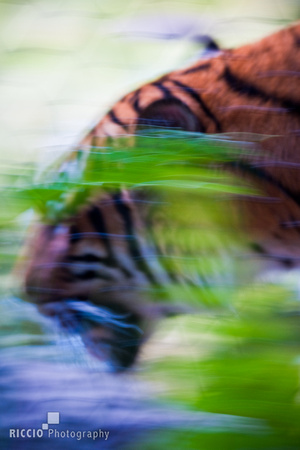 Tiger Motion 2