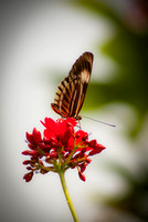 Butterflies 01-8