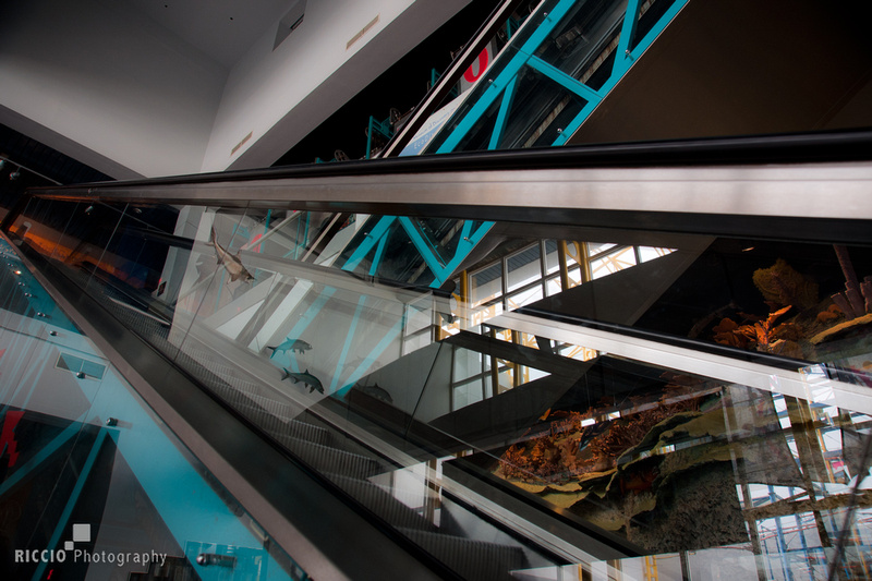 Escalator in Ft Lauderdale Science Museum. Photographed by Maurizio Riccio
