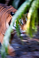 Tiger Motion 1