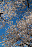 Cherry blossoms in Washington, D.C. by Maurizio Riccio, Riccio Photography