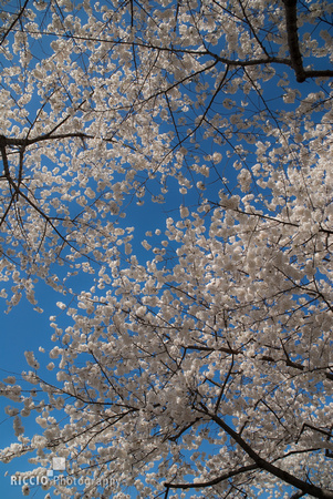Cherry blossoms in Washington, D.C. by Maurizio Riccio, Riccio Photography
