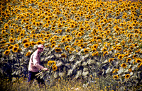 France - Sunflower field 14