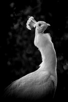 Peafowl portraits-1