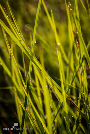 Macro image of grass